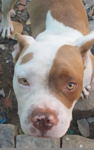 Adoção responsável 