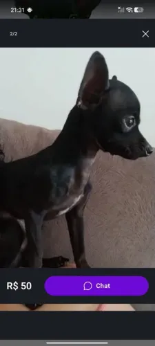 PINSCHER DISPONÍVEL PARA COBERTURA