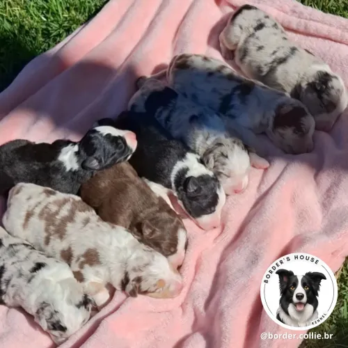 Border Collie c/ pedigree CBKC e pais testados!