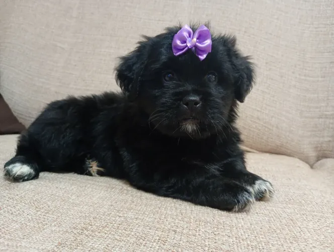 LINDOS FILHOTES DE LHASA APSO COM POODLER TOY