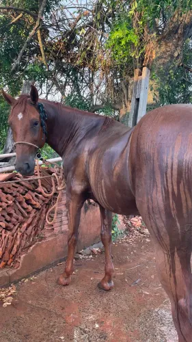 cavalo quarto de milha
