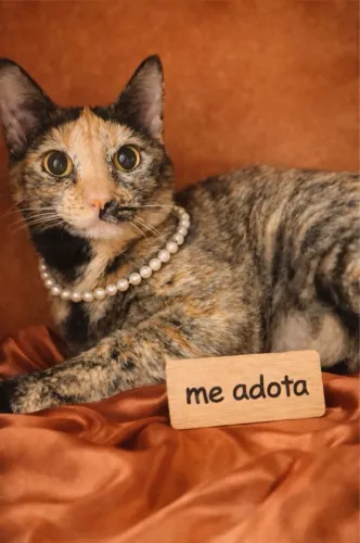 Gatas fêmeas maravilhosas