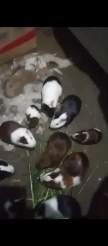 Animais