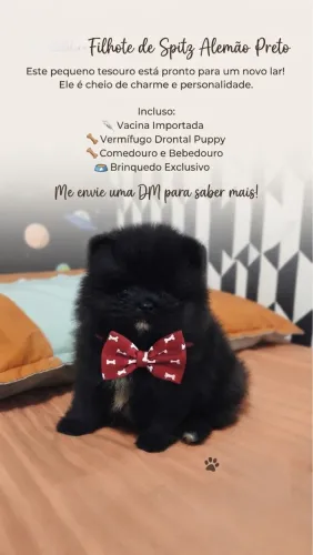 Sptiz alemão