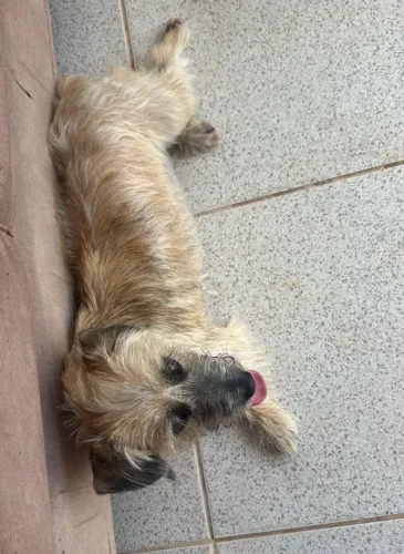 Adoção Responsável: Cadela Berenice (Porte Pequeno, 2 anos)