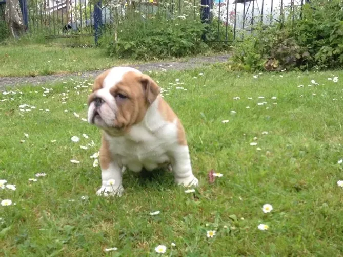 Bulldog Inglês,Bulldog Inglês Filhote Dócil e Amoroso com Acompanhamento Veterinário