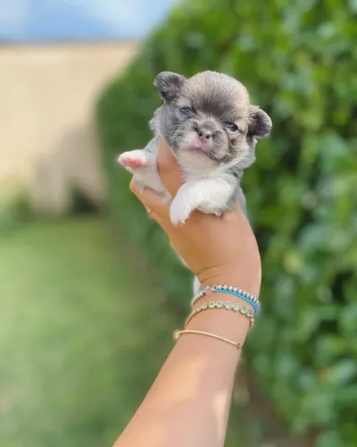 Chihuahua perfeito
