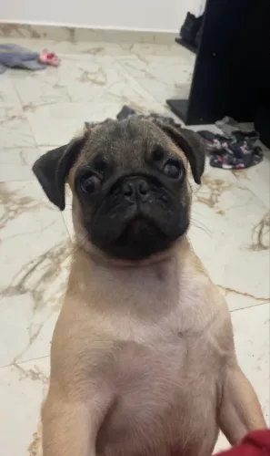 Pug Original 