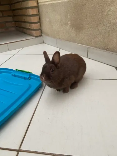 Vende-se coelho anão. É uma fêmea de 1 ano.