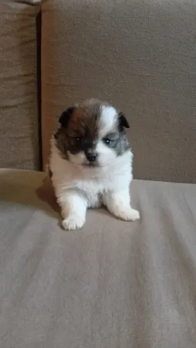 Spitz machinho