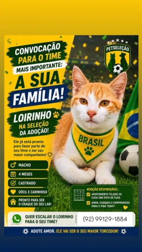 Gato para adoção