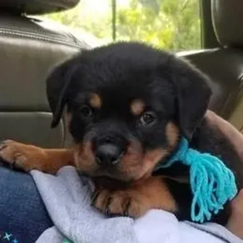 Rottweiler,Rottweiler Filhote com Forte Padrão da Raça e Ótimo Temperamento