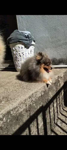 Spitz alemão