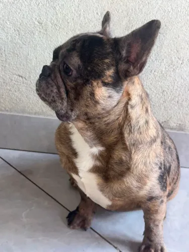 Bulldog francês 
