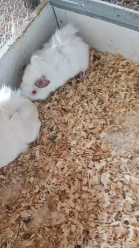 Filhote de porquinho da índia albino