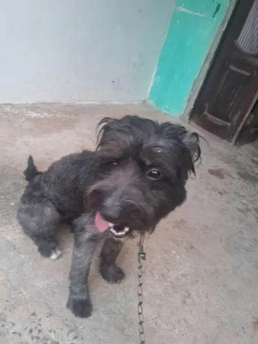 Dou cachorra