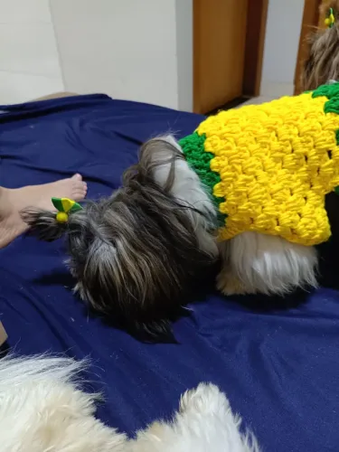 Shih tzu disponível 