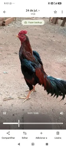 Frango bode
