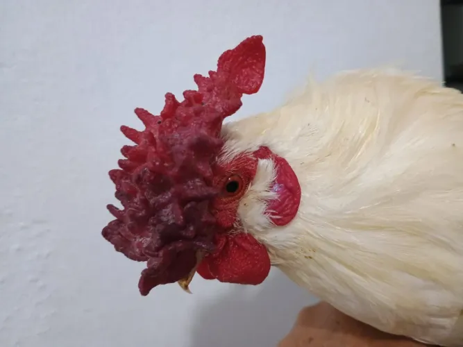 Galinho garnizé suro