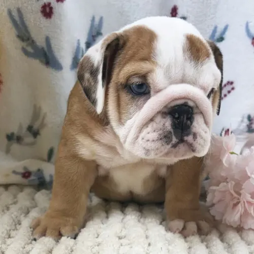 BullDog Inglês:O charme em forma de ruguinhas