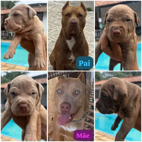 Vendo filhotes de Pit Bull