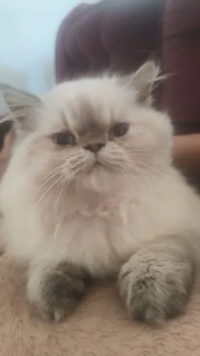 Gato siamês macho 