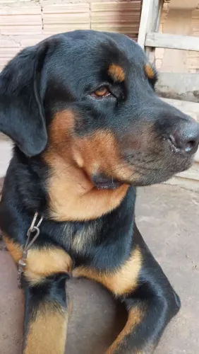 ROTWEILER MACHO PARA CRUZAR