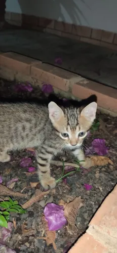 Doaçao de 2 gatinhos