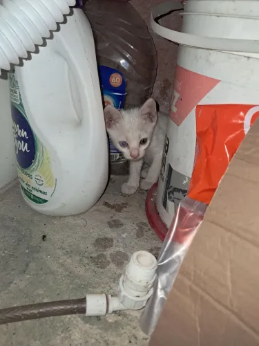 Gato abandonado para doação 