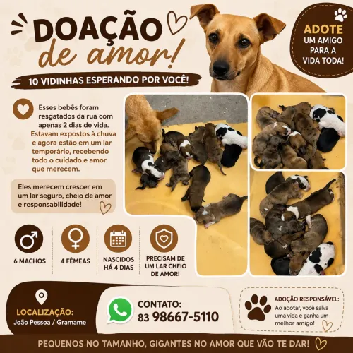 Adoção de filhotes