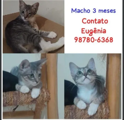 Gatos pra doação