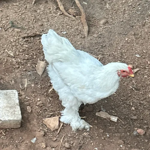 Galinha Brahma