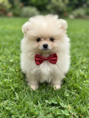 Spitz Alemão Lulu da Pomerania 