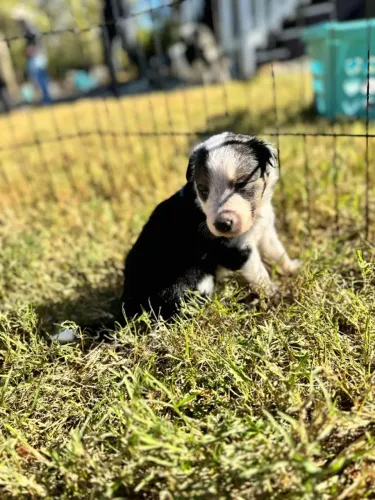 Filhotes de Border Collie | Um cachorro cheio de encanto.