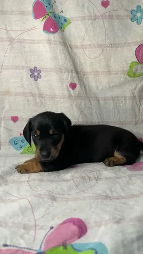 Filhotes Dachshund Salsicha legítimo 