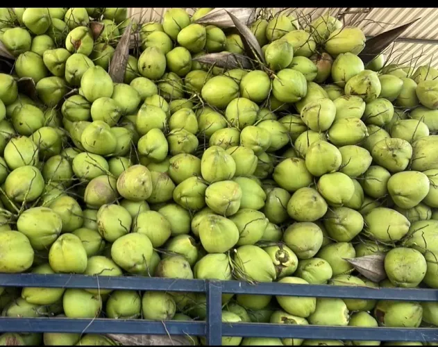 Coco verde