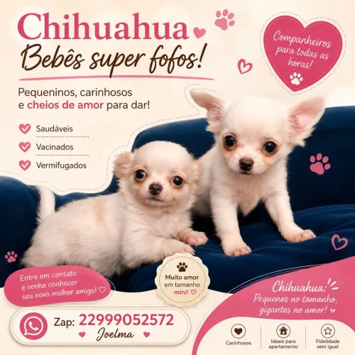 chihuahua