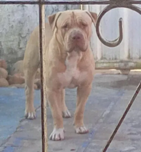 Vendo filhotes de pitmonster com Pitbull valor 300 negócia 