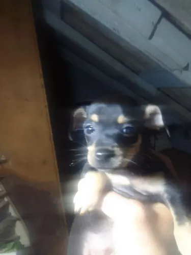 Pinscher femea