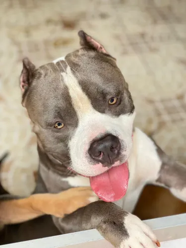 Filhote de American Bully