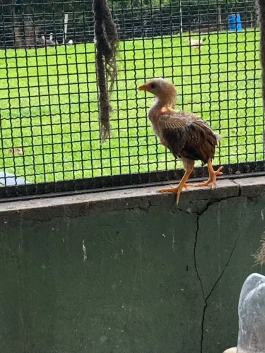 Galo pescoço pelado 