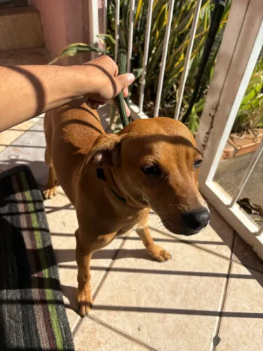 Cachorro filhote Adoção responsável 