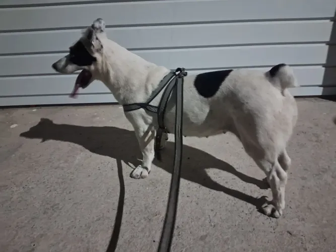 Doação de pet