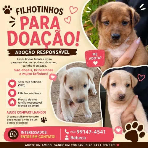 Filhotinhos Lindos Procuram um Lar! Adoção Responsável ?