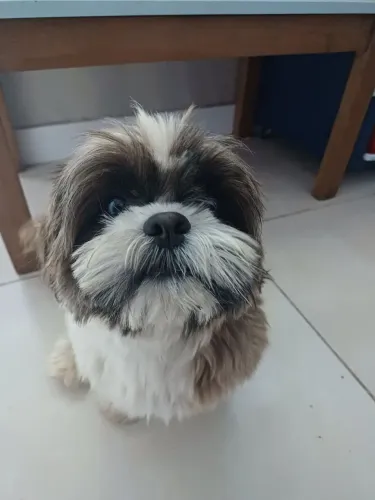Doa-se um shihtzu macho