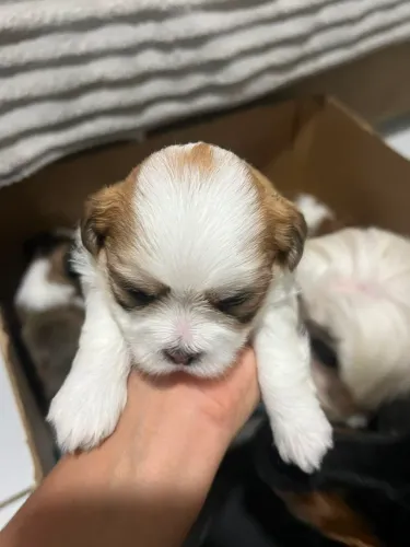 Lhasa apson