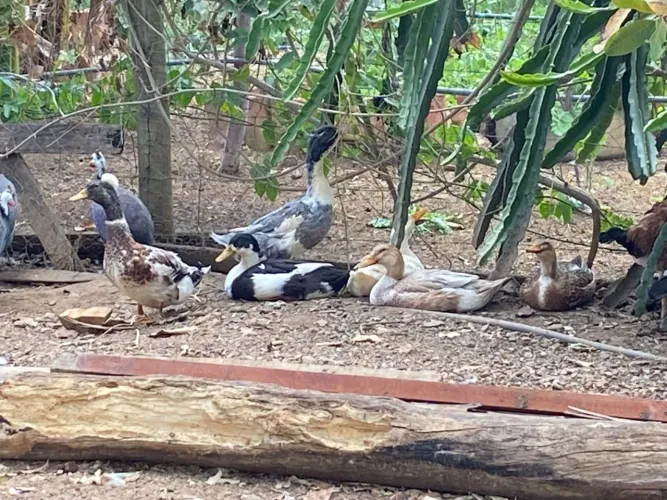 Vende-se  Marrecos pompom 