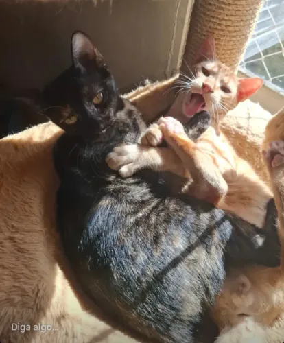 ADOTE lindo gato lanjito 