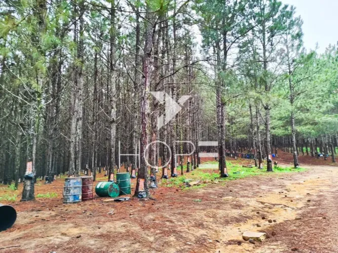 Fazenda à venda com 227 alqueires - pinus em produção - 340 mil árvores - São Miguel Arcan