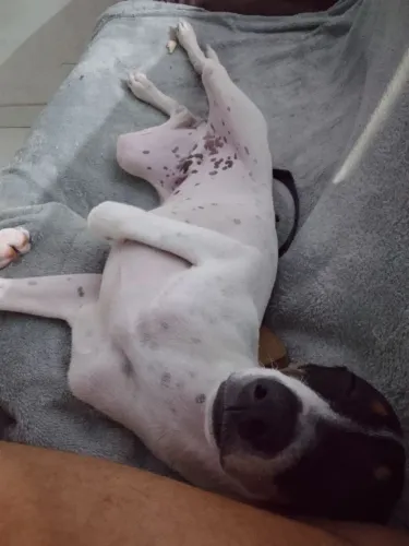 Doação de cachorro porte médio